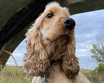 Собаки в Нижнем Новгороде: Английский кокер-спаниель ищет новый дом Мальчик, Бесплатно - фото 1