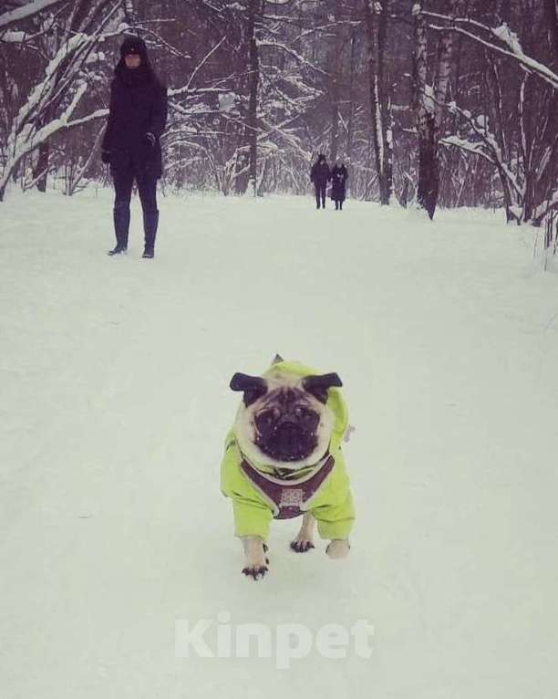 Собаки в Москве: Шарли Шеннон Мальчик, 85 000 руб. - фото 10