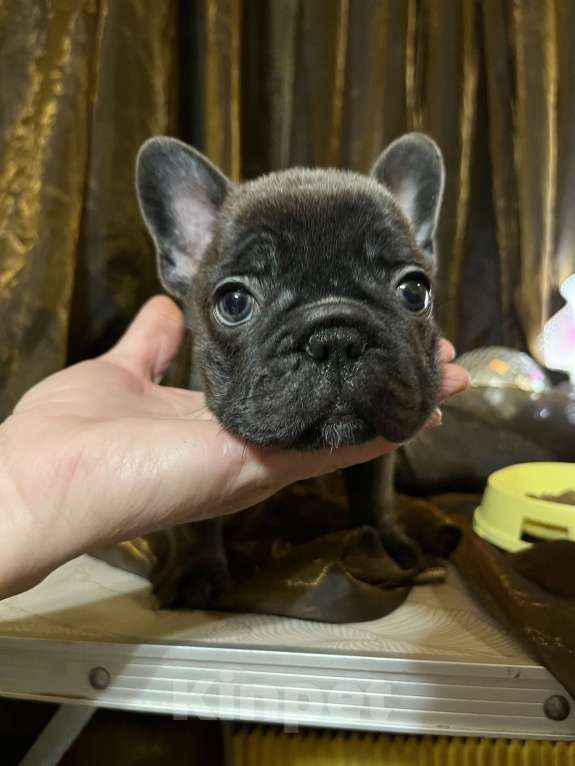 Собаки в Москве: Французский бульдог щенок Девочка, 50 000 руб. - фото 4