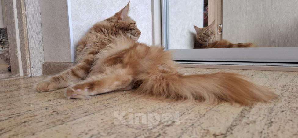 Кошки в Геленджике: Кошка мейн-кун с родословной Девочка, 60 000 руб. - фото 4