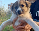 Собаки в Новошахтинске: Щенки в добрые руки Мальчик, Бесплатно - фото 7