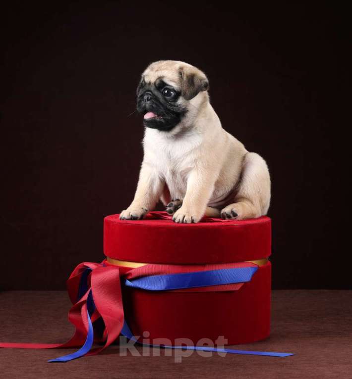 Собаки в Москве: Присмотритесь, не Ваш ли это подарочек на Новый Год?! Девочка, 120 000 руб. - фото 2