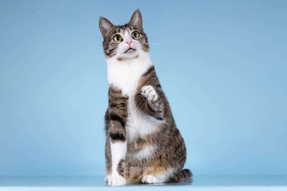 Кошки в Москве: Кошечка Бонни ищет доброе сердце.  Девочка, Бесплатно - фото 5