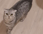 Кошки в Нижнем Новгороде: Кошка Боня ищет новый и любящий дом Девочка, 1 руб. - фото 4