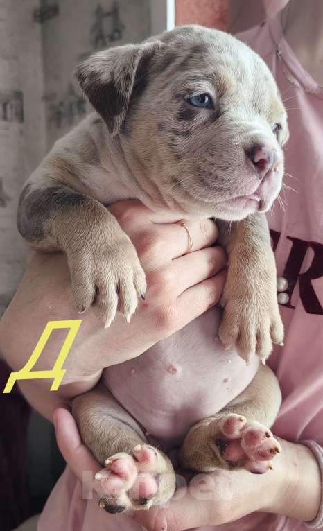 Собаки в Прокопьевске: Американский булли Девочка, 80 000 руб. - фото 1