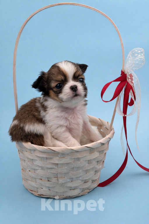 Собаки в Казани: Щенок чихуахуа длинношерстный Мальчик, 40 000 руб. - фото 1