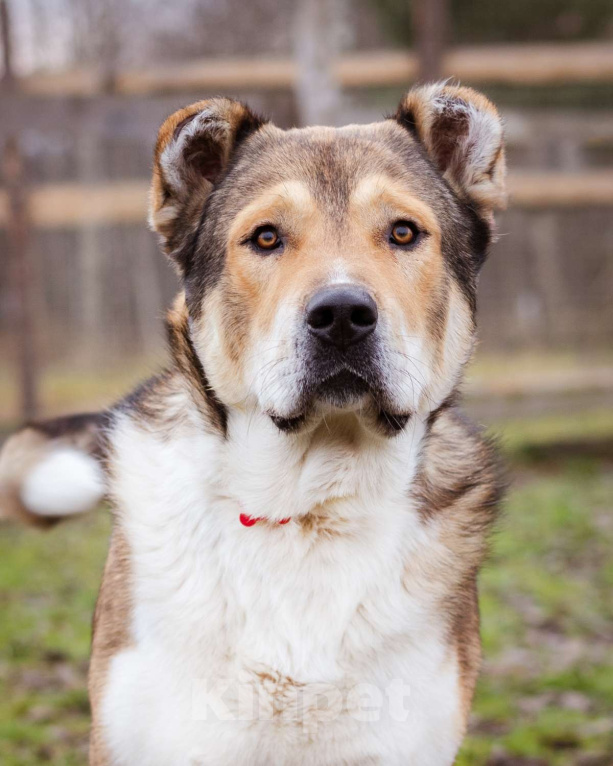 Собаки в Москве: Михаил Потапыч - плюшевый алабайка в приюте, ищет дом Мальчик, Бесплатно - фото 10