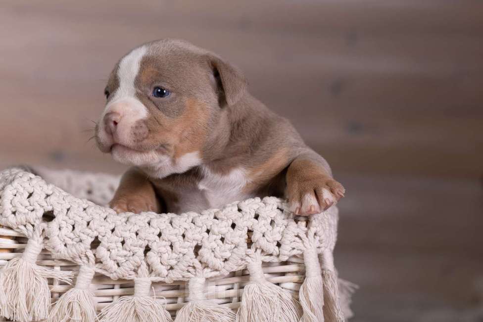 Собаки в Королеве: Американский булли Девочка, 200 000 руб. - фото 8
