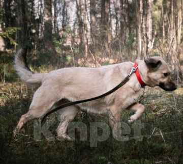 Собаки в Твери: Линда Девочка, Бесплатно - фото 5