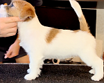 Собаки в Санкт-Петербурге: Девочка Джек Рассел терьера  Девочка, 80 000 руб. - фото 5