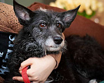 Собаки в Москве: Метис миттельшнауцера Аксинья в дар Девочка, Бесплатно - фото 2
