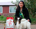 Собаки в Уфе: Папийон кобель для вязки Мальчик, 15 000 руб. - фото 3