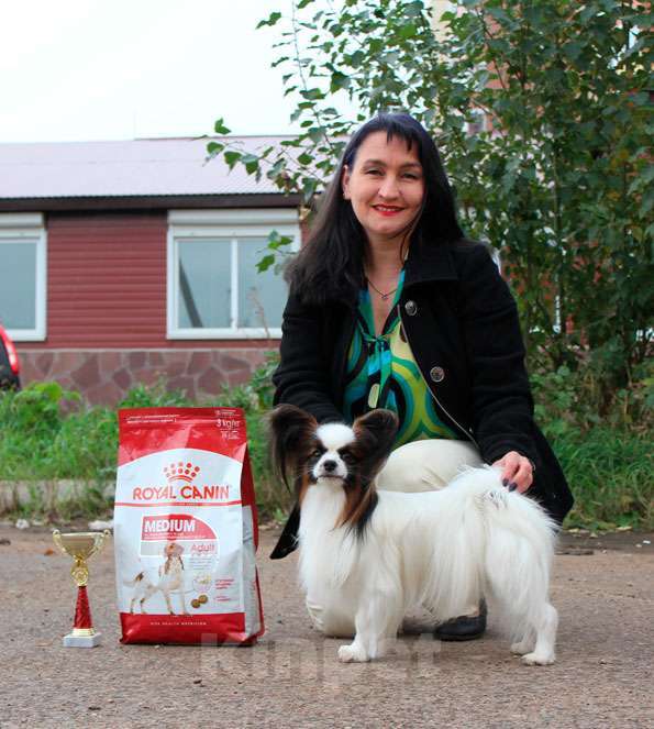 Собаки в Уфе: Папийон кобель для вязки Мальчик, 15 000 руб. - фото 3