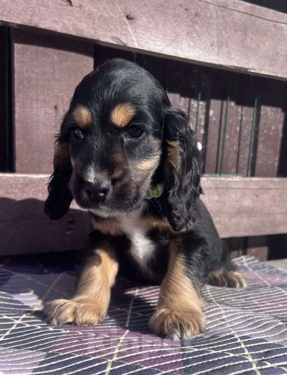 Собаки в других городах Ставропольского края: Английский Кокер спаниель  Мальчик, 5 000 руб. - фото 3