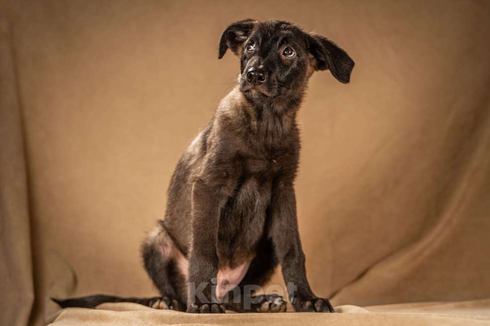 Собаки в Клине: Нэйт — нежный и чуткий мальчик Мальчик, Бесплатно - фото 9