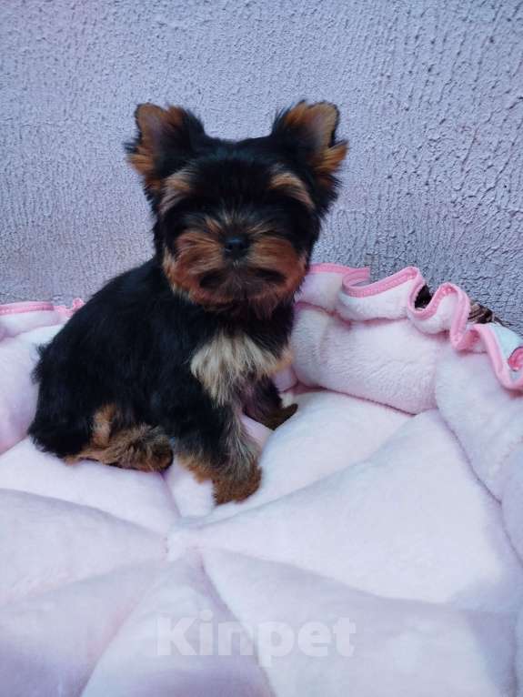 Собаки в Москве: Щенок Йоркширский терьер девочка РКФ Девочка, 75 000 руб. - фото 7