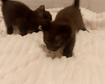 Кошки в Ростове-на-Дону: Котята Мальчик, Бесплатно - фото 2