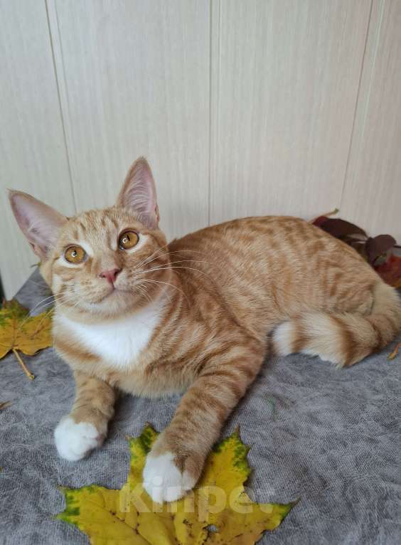 Кошки в Москве: Котёнок с глазами апельсинового цвета в добрые руки  Мальчик, Бесплатно - фото 6