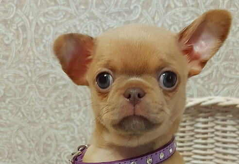 Курносый изабелловый мальчик!