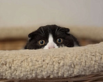Кошки в Ярославле: Шотландская вислоухая короткошёрстная девочка  Девочка, 30 000 руб. - фото 2