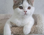 Кошки в Ярославле: Шотландский короткошерстный мальчик Мальчик, 25 000 руб. - фото 5