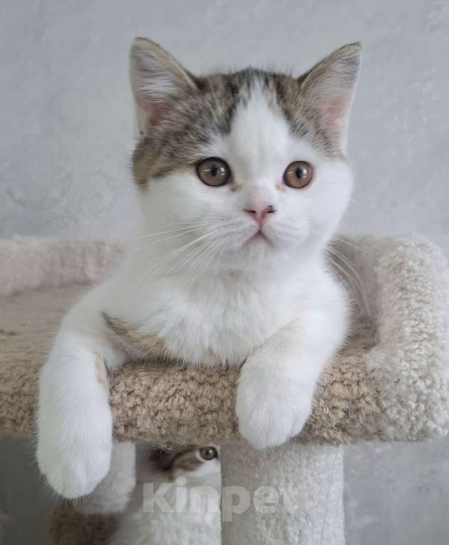 Кошки в Ярославле: Шотландский короткошерстный мальчик Мальчик, 25 000 руб. - фото 5
