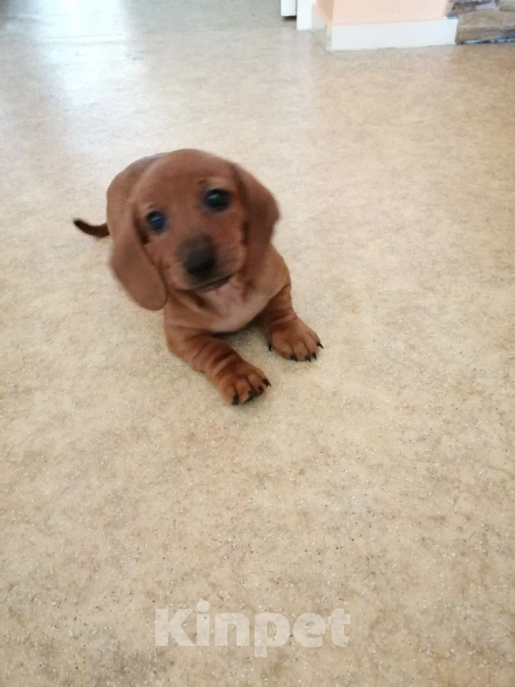 Собаки в Хабаровске: щенок таксы Девочка, 10 000 руб. - фото 1