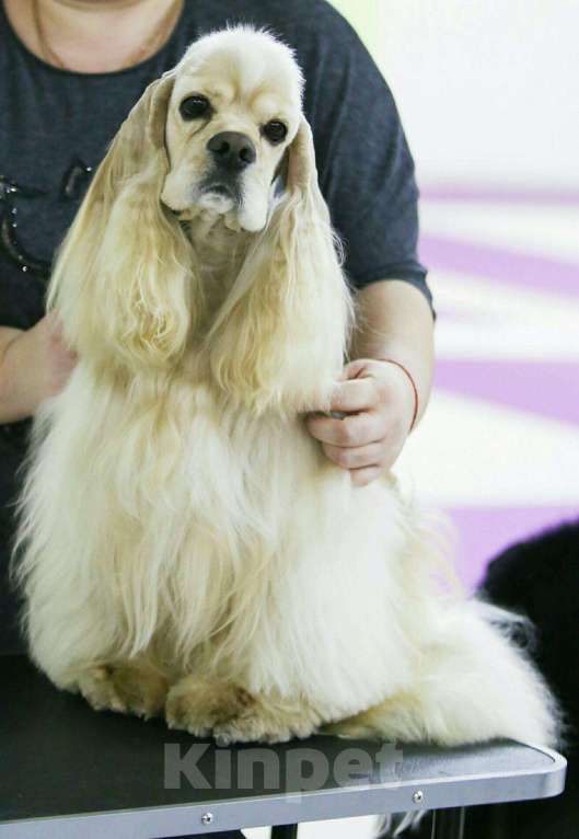 Собаки в Москве: Американский кокер спаниель вязка, 1 руб. - фото 1
