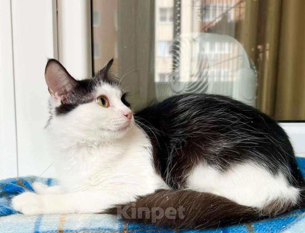 Кошки в Москве: Котенок Лаплас в добрые руки  Мальчик, Бесплатно - фото 3