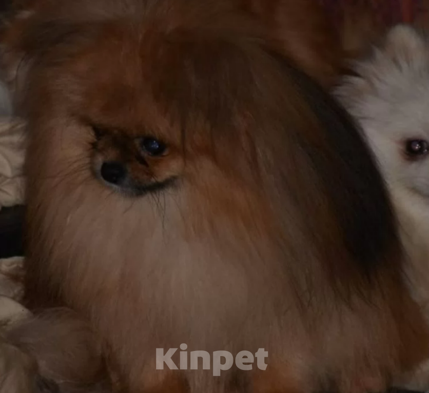 Собаки в Казани: шпиц померанский медвежонок  Девочка, 40 000 руб. - фото 3