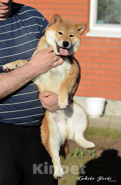 Собаки в Арзамасе: Сиба ину мальчик ярко рыжий  Мальчик, Бесплатно - фото 2