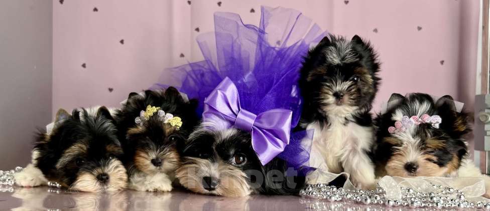 Собаки в Котельнике: Бивер терьер и Бивер блю Даймонд  Мальчик, 50 000 руб. - фото 5