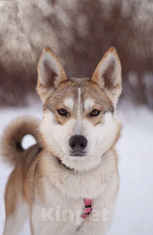 Собаки в Москве: Удивительная Нарния в добрые руки Девочка, Бесплатно - фото 3