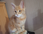 Кошки в Одинцово: Котёнок Мейн-кун Девочка, 20 000 руб. - фото 8