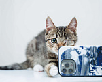 Кошки в Солнечногорске: Котенок ,2 мес в добрые руки Мальчик, Бесплатно - фото 3