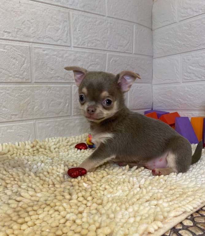 Собаки в Москве: Продаётся чихуахуа лилово-подпалого окраса девочка Девочка, 45 000 руб. - фото 4