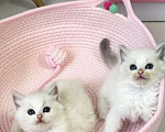 Кошки в Казани: Очаровательные Рэгдолл  Девочка, 37 000 руб. - фото 1