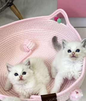 Очаровательные Рэгдолл 