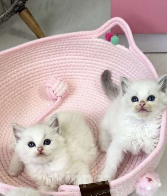 Кошки в Казани: Очаровательные Рэгдолл  Девочка, 37 000 руб. - фото 1