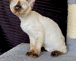 Кошки в Ломоносе: котята девон рекс Мальчик, 30 000 руб. - фото 8