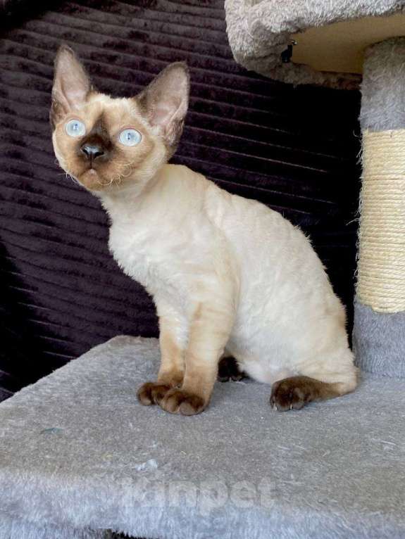 Кошки в Ломоносе: котята девон рекс Мальчик, 30 000 руб. - фото 8