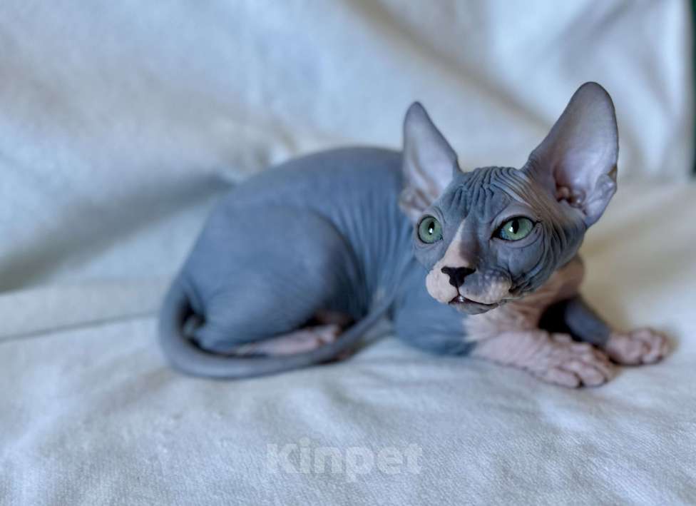 Кошки в Москве: Мальчик канадского сфинкса Мальчик, 45 000 руб. - фото 7