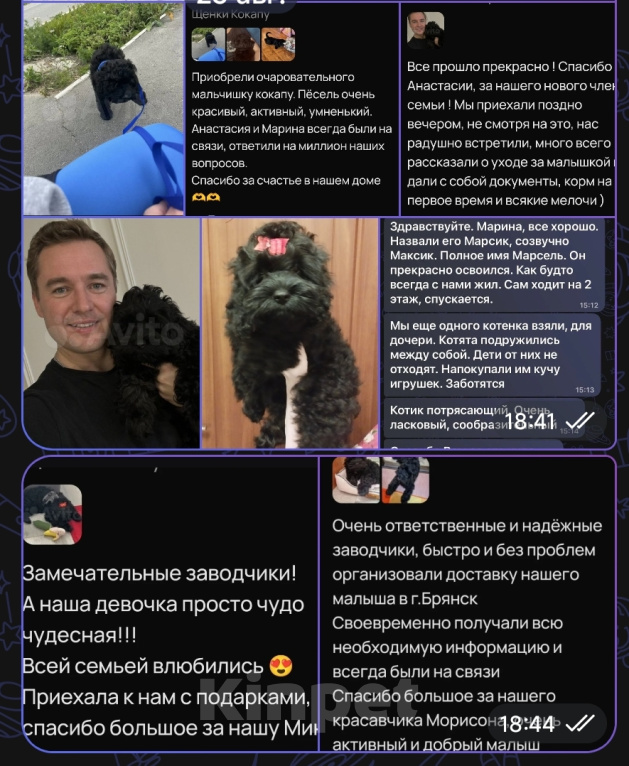 Собаки в Челябинске: Кокапу щенок Девочка, 59 000 руб. - фото 7