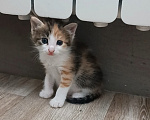 Кошки в Саратове: Котята бесплатно в добрые руки Разнополые, Бесплатно - фото 3