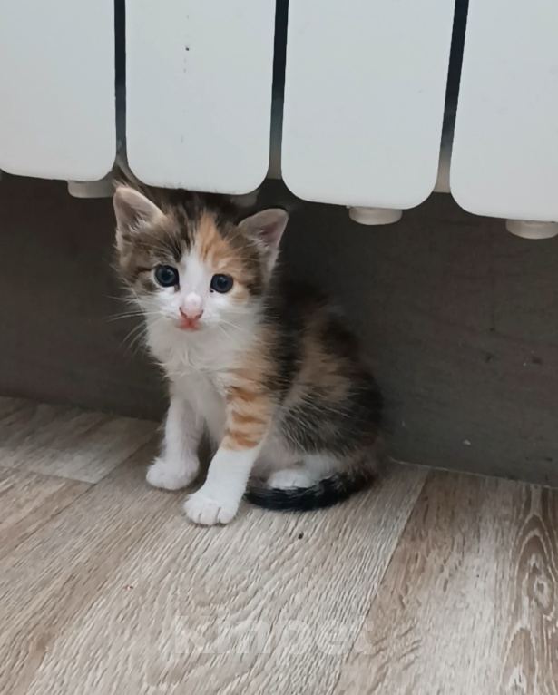 Кошки в Саратове: Котята бесплатно в добрые руки Разнополые, Бесплатно - фото 3