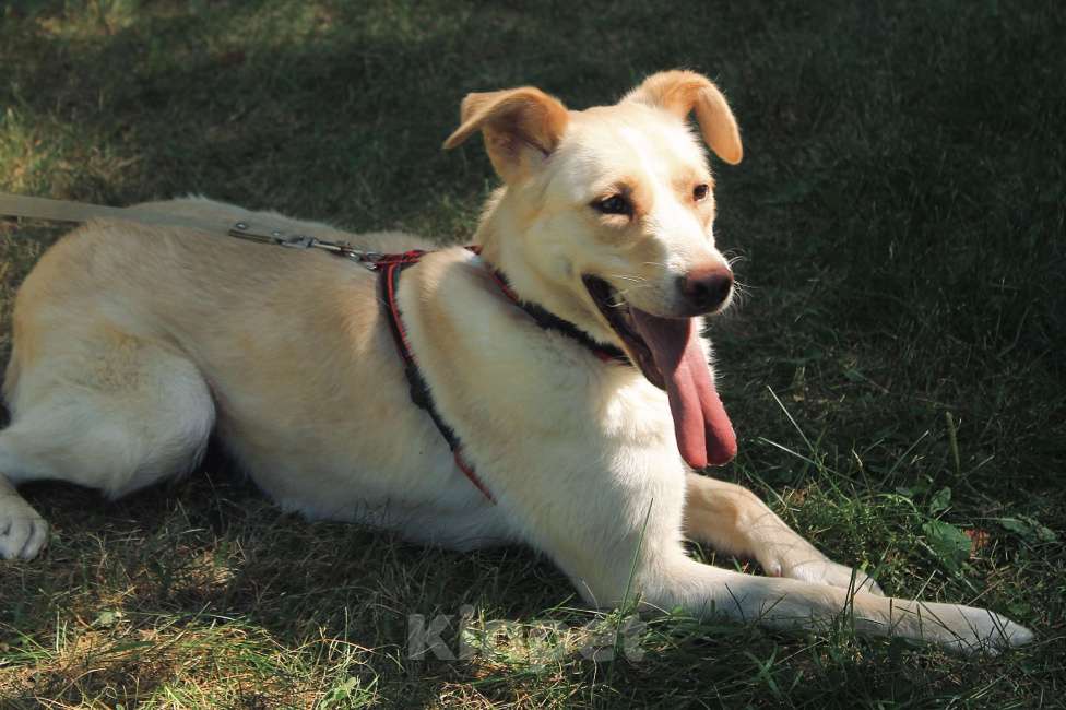 Собаки в Москве: Трепетная Латика ищет дом Девочка, Бесплатно - фото 7