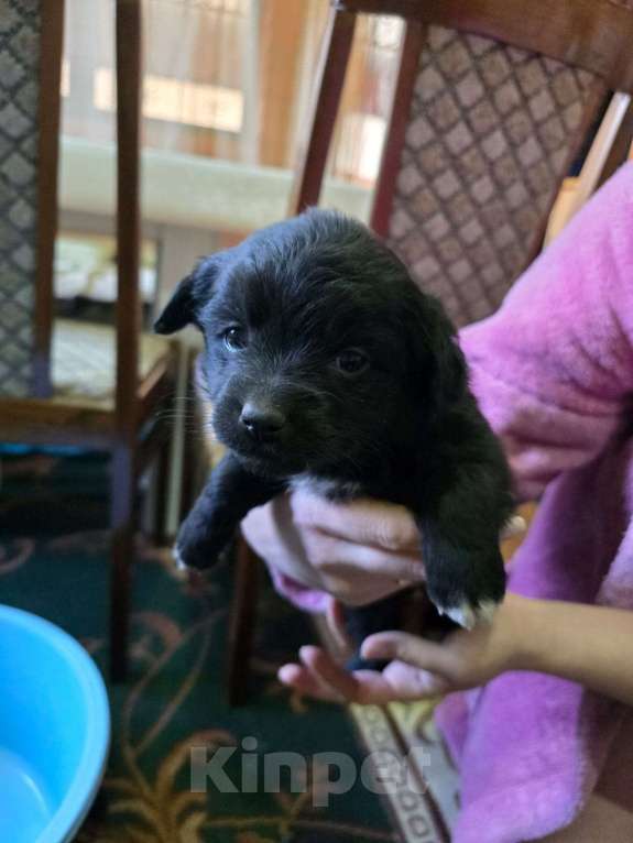 Собаки в Курганинске: Отдам в добрые руки щенков Мальчик, Бесплатно - фото 4