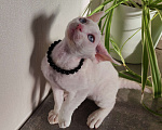 Кошки в Горячем Ключе: Котенок Девон Рекс белый мальчик с голубыми глазами Мальчик, 50 000 руб. - фото 7