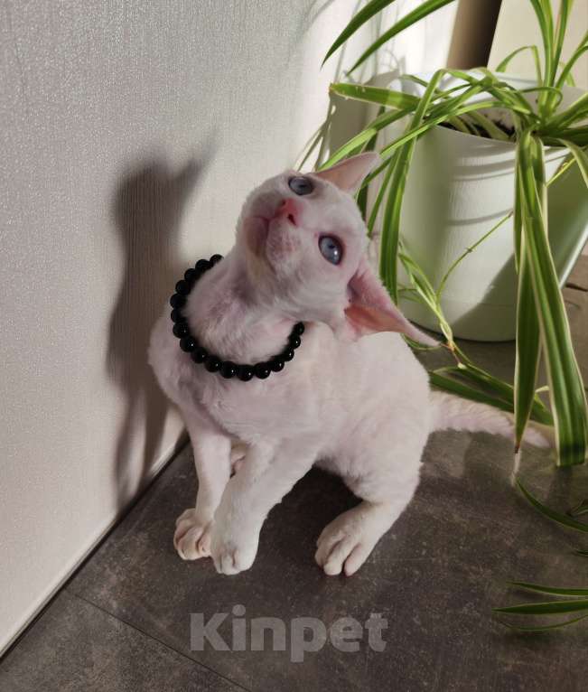 Кошки в Горячем Ключе: Котенок Девон Рекс белый мальчик с голубыми глазами Мальчик, 50 000 руб. - фото 7