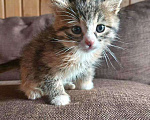 Кошки в Москве: Ищем добрые руки для очаровательных котят Мальчик, 10 руб. - фото 1